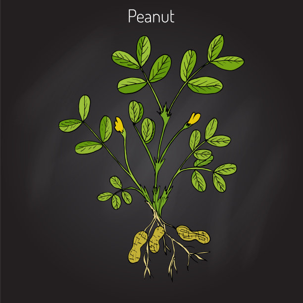 花生花生或花生图片下载