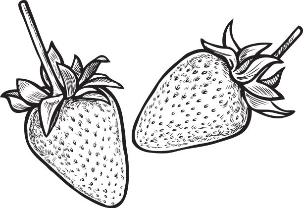 画成熟的草莓图片下载