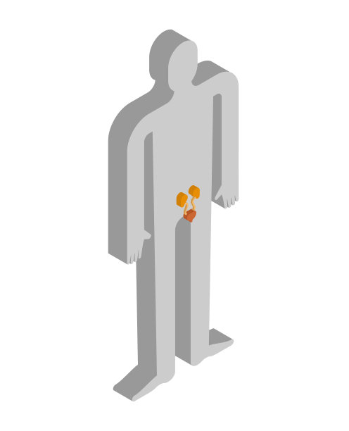 肾是人体内部的等距解剖学图片下载