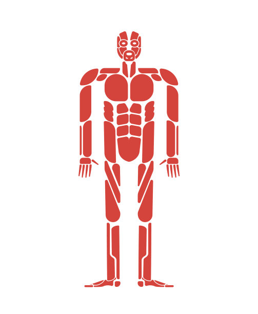 肌肉系统人体系统肌肉解剖学图片下载