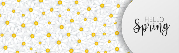 你好Spring横幅或时事通讯标题。嫩白逼真的雏菊花。植物的推广设计。矢量插图。图片下载