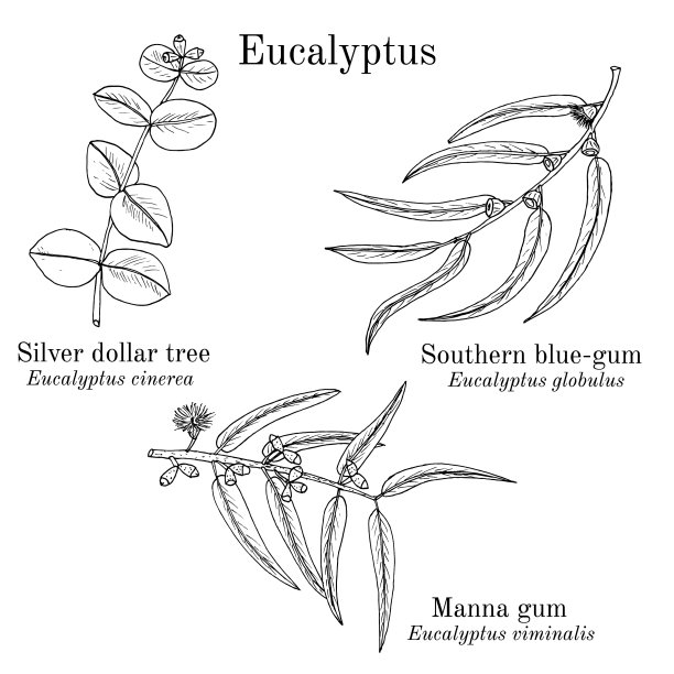 银元树甘露胶和南方蓝图片下载