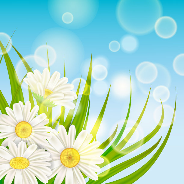 清新的春天多汁的甘菊花和绿色图片下载