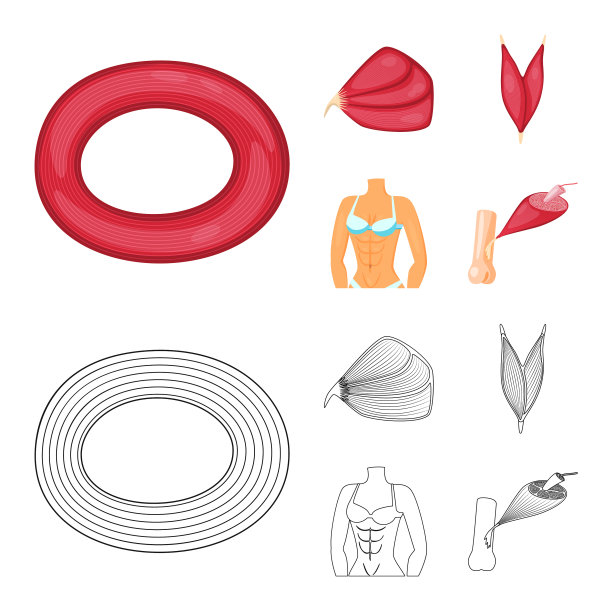 纤维和肌肉符号图片下载