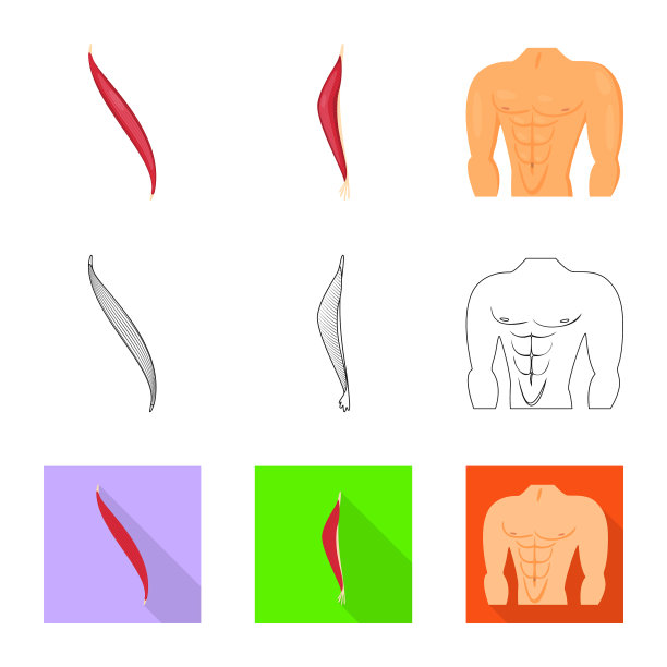 孤立物体纤维和肌肉征图片下载