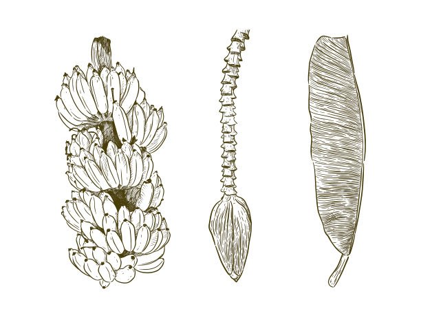 一组比桑醒香蕉手画素描图片下载