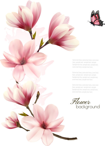 美丽的粉红色木兰背景图片下载