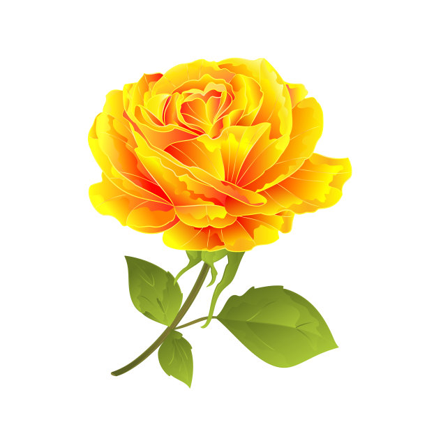 花黄色玫瑰在白色的背景图片下载