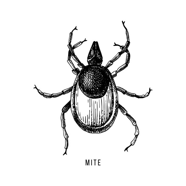 手绘木扁虱图片下载