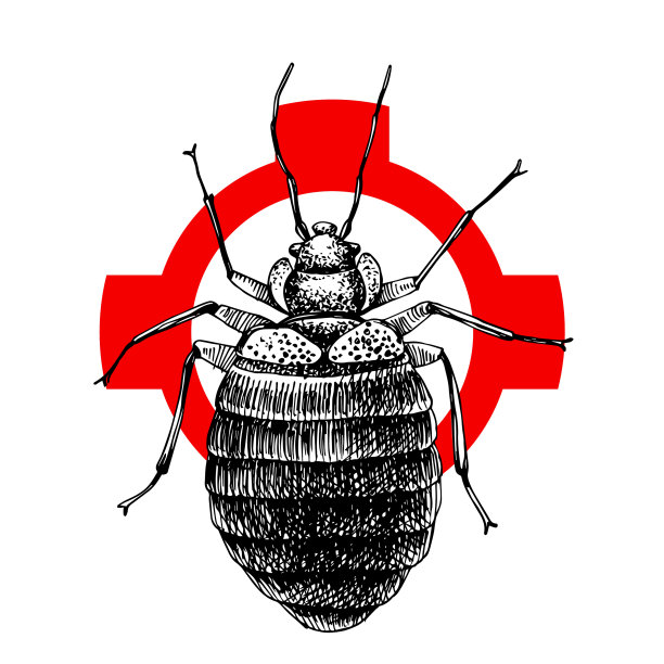 在十字阴影上手绘臭虫图片下载