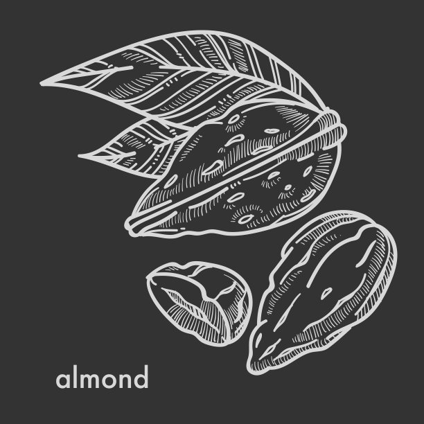 美味的热带杏仁带小壳图片下载