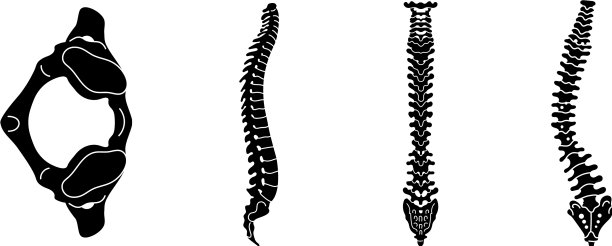 脊柱图标设置简单的风格图片下载