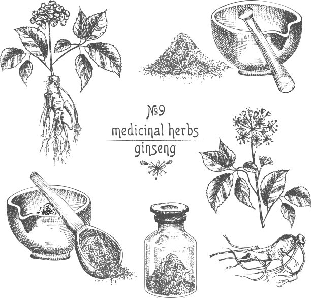 参根写实植物水墨写生图片下载