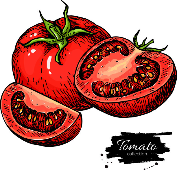 番茄图孤立的番茄和切片图片下载