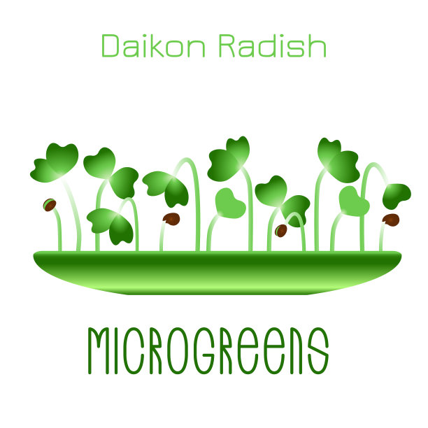 小萝卜芽在碗里图片下载