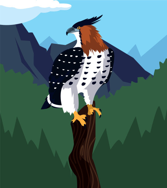 美丽的鹰在树枝景观景象图片下载