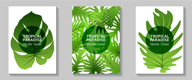 热带天堂叶覆盖布局图片下载