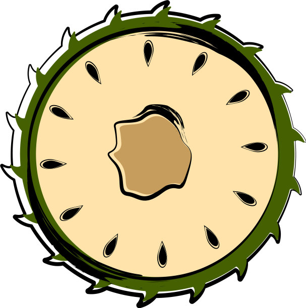 一个孤立的切soursop草图图片下载