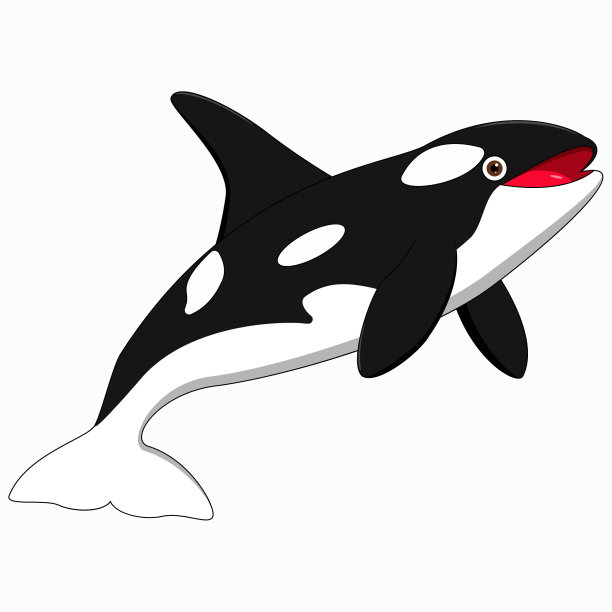 可爱的虎鲸卡通在白色的背景图片下载