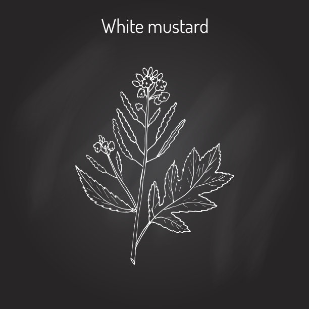 白芥末图片下载