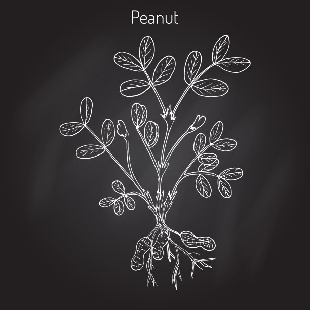 花生花生或花生图片下载