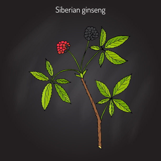 eleutherococcus senticosus植物图片下载