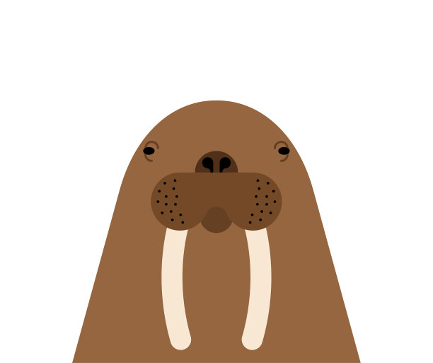 海象头孤立的海洋动物南极洲图片下载