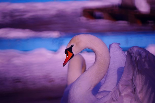 一只优雅的天鹅在池塘里游泳。动物在娱乐公园。图片下载