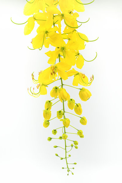 盛开的金莲花图片下载