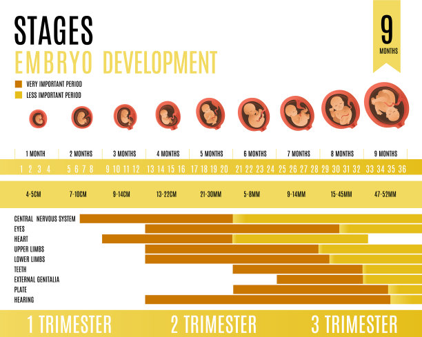 胚胎发育月和妊娠期图片下载