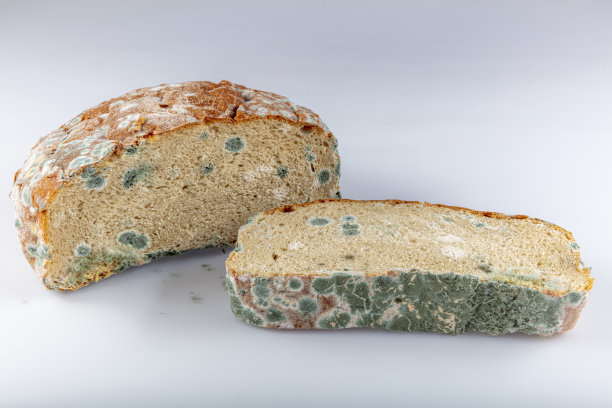 发霉的腐烂的面包在白色的背景。对食品、现代生活、消费主义的不恰当态度。浪费食物的概念照片。覆盖着发霉。有选择地关注面包。图片下载