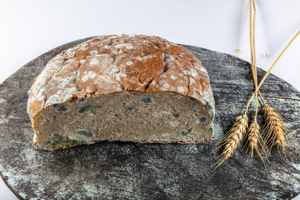 发霉的腐烂的面包在白色的背景。对食品、现代生活、消费主义的不恰当态度。浪费食物的概念照片。覆盖着发霉。有选择地关注面包。图片下载