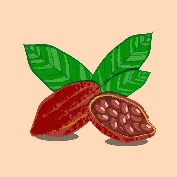 可可果实和整个果实可可豆图片下载