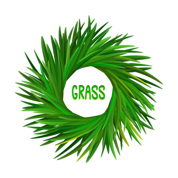 香根草或香根草图片下载