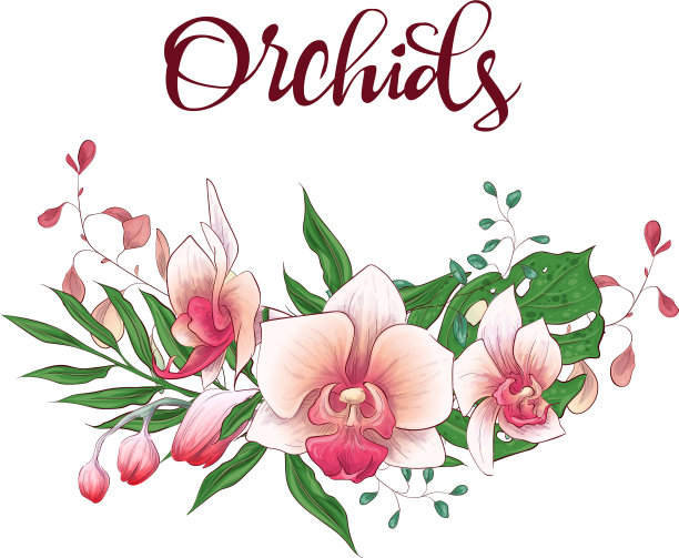 花卉设计框架兰花桉树绿化图片下载