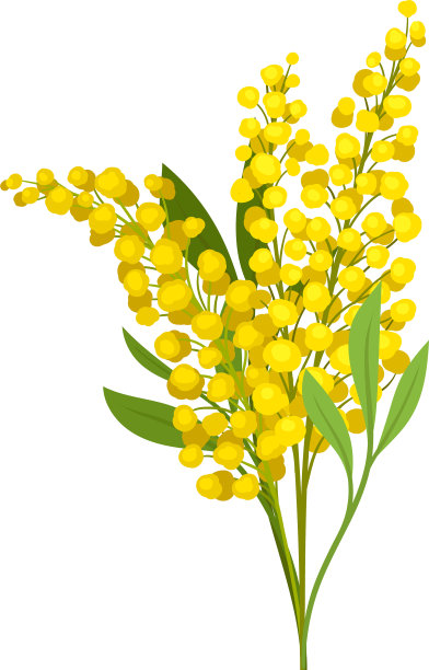 一束美丽的蓬松的黄色含羞草花图片下载