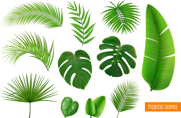 热带树叶写实集图片下载