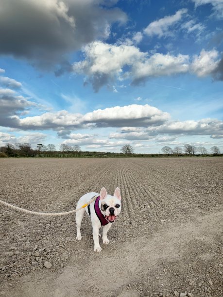 在英国乡村遛法国斗牛犬图片下载