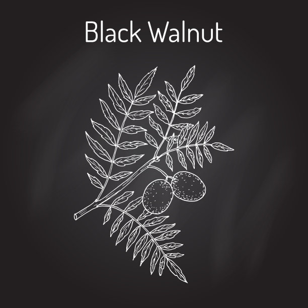 东部黑核桃、黑核桃图片下载