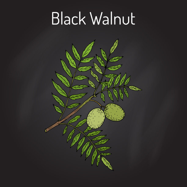 东部黑核桃、黑核桃图片下载