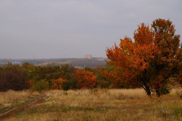 森林中的自然。绿色的植被和树木。图片下载