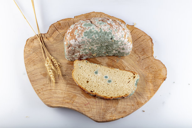 发霉的腐烂的面包在白色的背景。对食品、现代生活、消费主义的不恰当态度。浪费食物的概念照片。覆盖着发霉。有选择地关注面包。图片下载