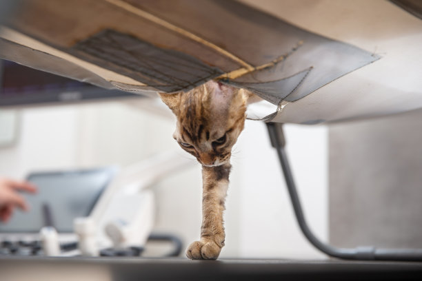 在医生办公室用超声波扫描中间的猫与脚和头槽医疗台孔-库存照片图片下载