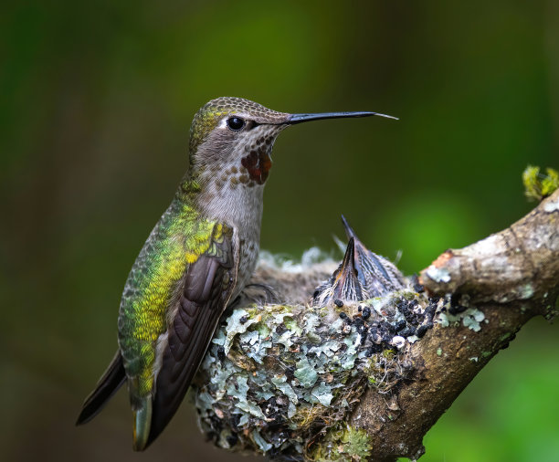树枝上的巢里有两只小蜂鸟图片下载