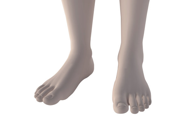 三维人体模型。人参考的图片三维建模。男女解剖学参考三维模型。人体被隔离在白色背景上。人体解剖图形图片下载