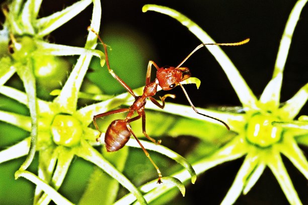 蚂蚁爬上花瓣。图片下载