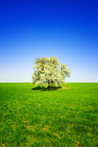 盛开的梨树映衬着清澈的蓝天图片下载
