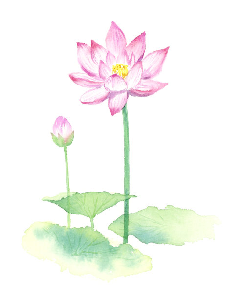 荷花水彩插图。图片下载