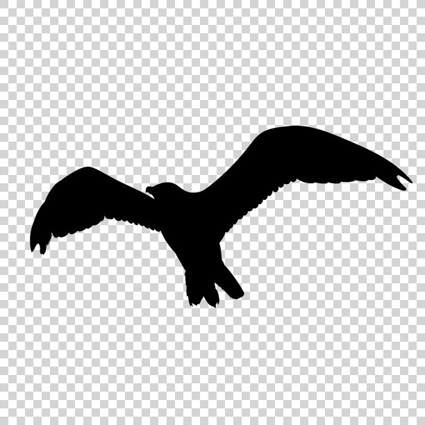详细的鸟黑色轮廓孤立图片下载