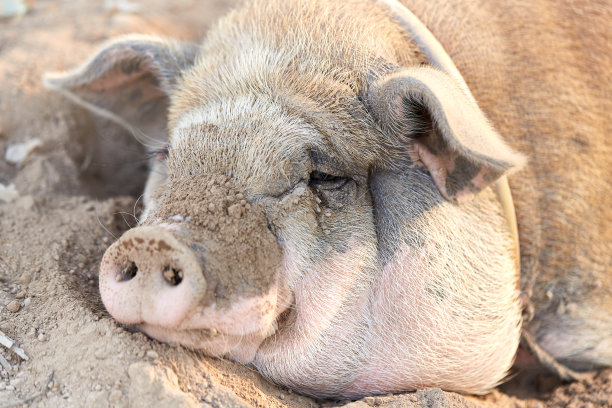 柬埔寨暹粒吴哥窟寺庙建筑群的各种照片图片下载